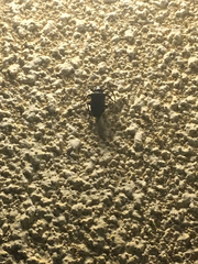 Prionus besikanus