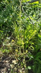Rorippa curvisiliqua