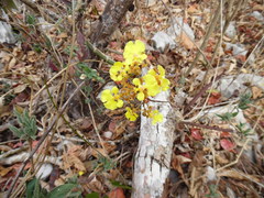 Trichocentrum brachyphyllum
