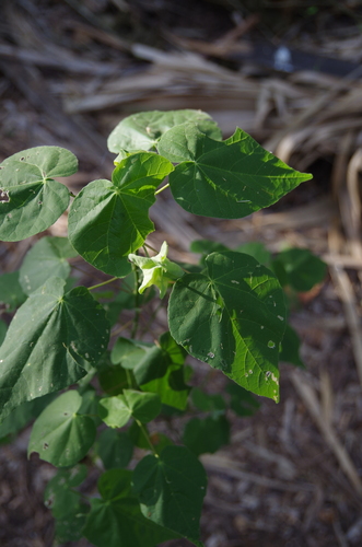 Image of Abutilon hypoleucum by (c) Eric Knight, some rights reserved (CC BY)