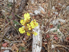 Trichocentrum brachyphyllum