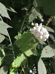 Actaea rubra neglecta