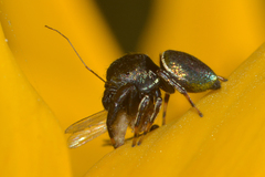 Sassacus papenhoei