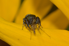 Sassacus papenhoei