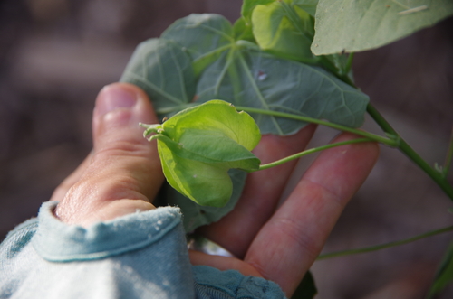 Image of Abutilon hypoleucum by (c) Eric Knight, some rights reserved (CC BY)