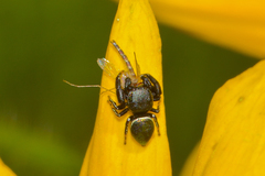 Sassacus papenhoei