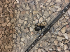 Prionus besikanus