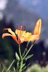 Lilium bulbiferum
