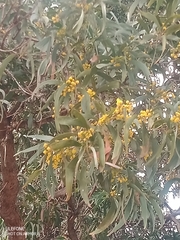 Acacia harpophylla