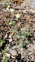 Chaenactis douglasii douglasii