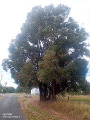 Acacia harpophylla