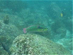 Halichoeres chierchiae