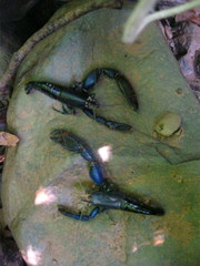 Macrobrachium hancocki