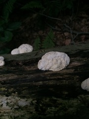 Fungi