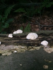 Fungi