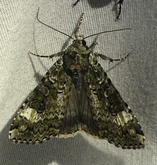 Anaplectoides prasina