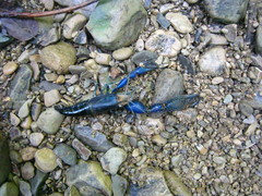 Macrobrachium hancocki