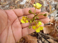 Trichocentrum brachyphyllum