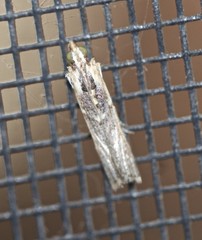 Cathyalia pallicostalis