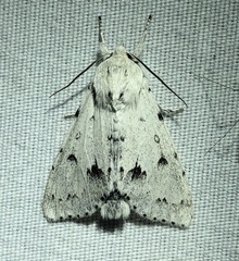 Acronicta vulpina
