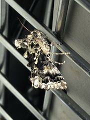Syngrapha rectangula