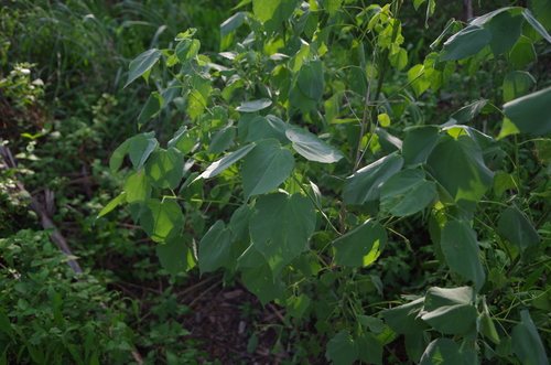 Anglestem Indian mallow (Abutilon trisulcatum)