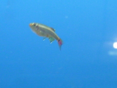 Tanichthys