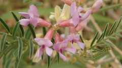 Astragalus flexuosus