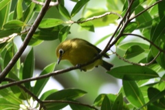 Zosterops flavifrons efatensis