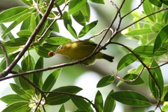 Zosterops flavifrons efatensis