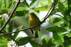 Zosterops flavifrons efatensis