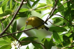 Zosterops flavifrons efatensis