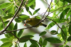 Zosterops flavifrons efatensis