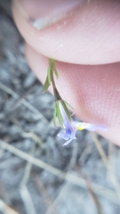 Porterella carnosula