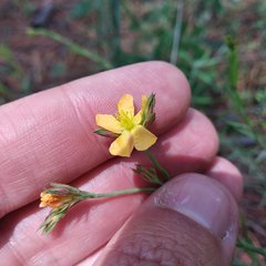 Hypericum silenoides