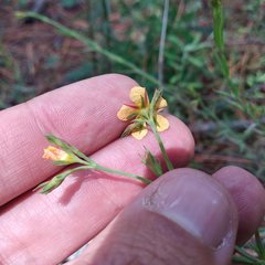 Hypericum silenoides