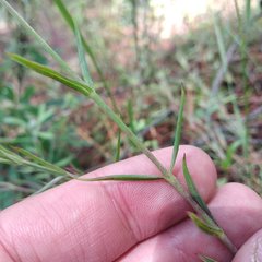 Hypericum silenoides