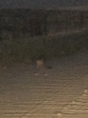 Vulpes macrotis mutica