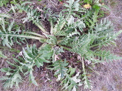 Cirsium andrewsii
