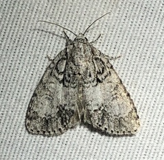Acronicta retardata