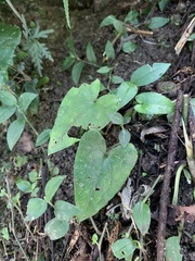 Asarum caudigerum