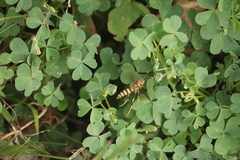 Polistes exclamans