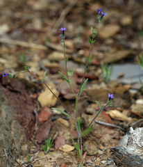 Allophyllum gilioides violaceum