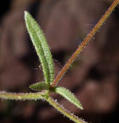 Allophyllum gilioides violaceum