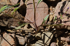 Allophyllum gilioides violaceum