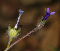 Allophyllum gilioides violaceum