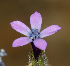 Allophyllum gilioides violaceum
