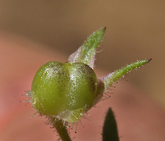 Allophyllum gilioides violaceum