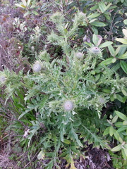 Cirsium andrewsii