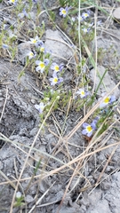 Porterella carnosula